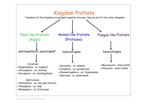 Kingdom Protista Chart