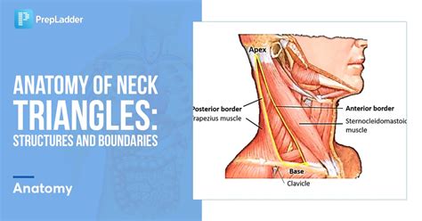 Anatomy of Neck Triangles: Structures and Boundaries