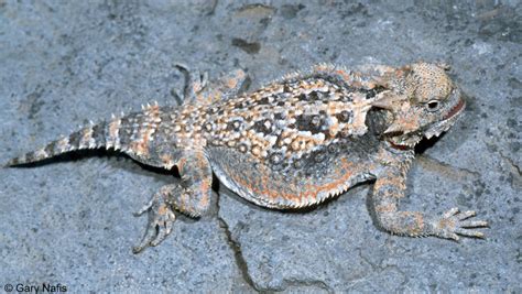 Desert horned lizard - Alchetron, The Free Social Encyclopedia