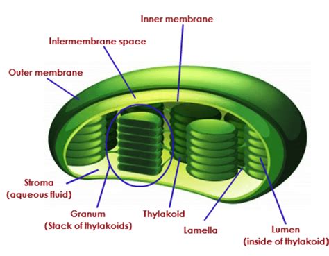 Biolis HL Blog: 8.2 Photosynthesis