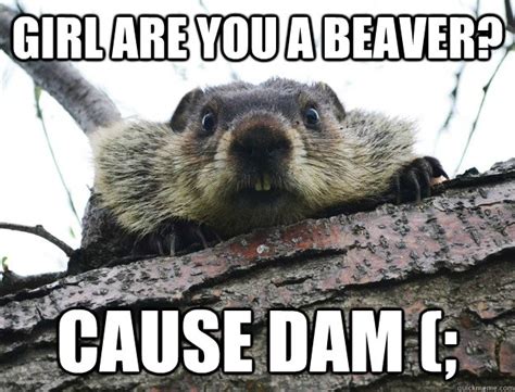 beaver memes | quickmeme