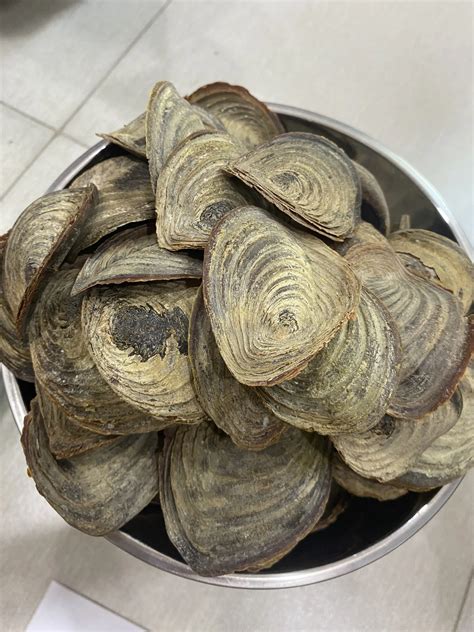 Vietnam High Quality Murex Operculum Seashell Bulk Seashells Murex ...