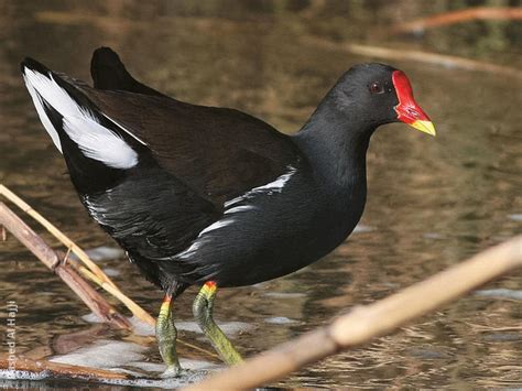 Common Moorhen | KuwaitBirds.org