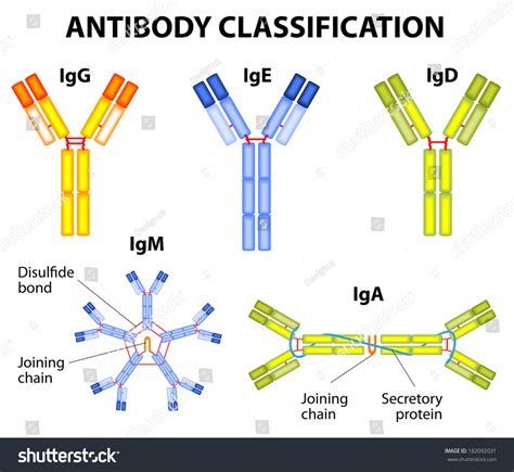 Different Types Immunoglobulins Igg Iga Igd Stock Vector (Royalty Free ...