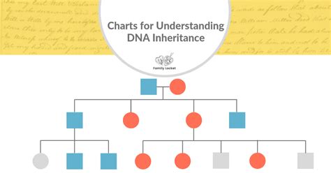 Charts for Understanding DNA Inheritance – Family Locket