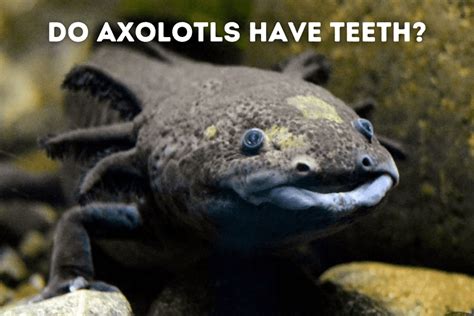 Do Axolotls Have Teeth? – Pets From Afar