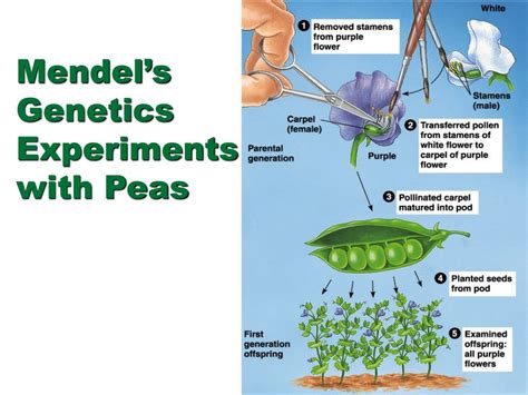 PPT - Gregor Mendel PowerPoint Presentation, free download - ID:3210865