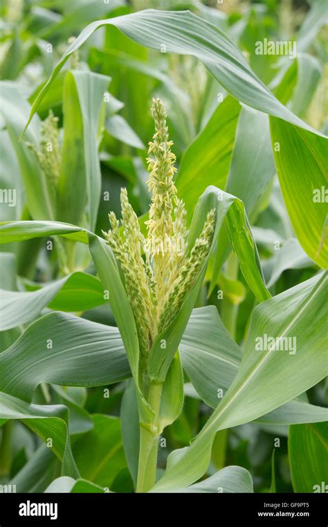 Zea mays. Male flowers on a sweetcorn plant in summer Stock Photo ...