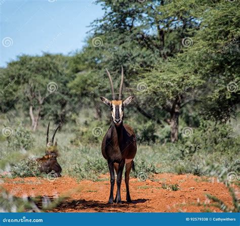 Sable Antelope stock photo. Image of brown, close, herbivore - 92579338