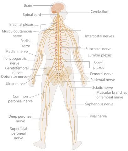 File:TE-Nervous system diagram.svg - Wikipedia