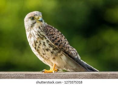 Kestrel Hunting Field Stock Photo 1273375318 | Shutterstock