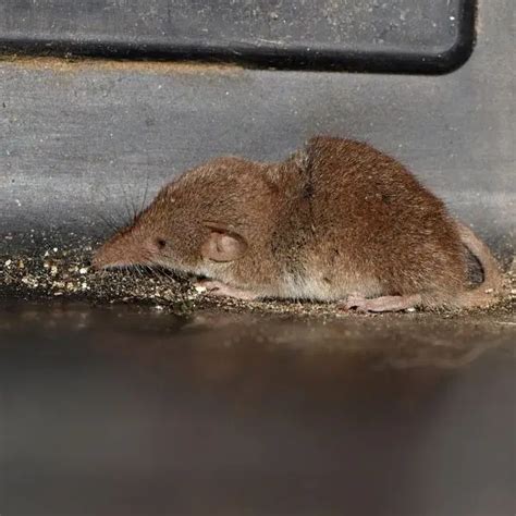 Etruscan Shrew - Facts, Diet, Habitat & Pictures on Animalia.bio