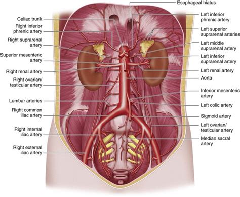 Arterial Anatomy of the Abdomen | Radiology Key