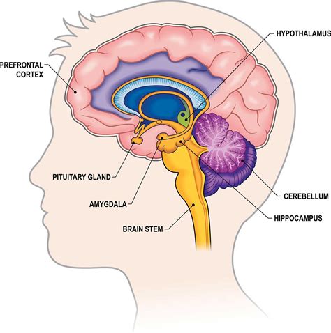 Interior Brain Diagram Labeled