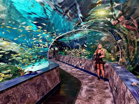 Ripley’s Aquarium of the Smokies - Gatlinburg, TN | Attraction Review