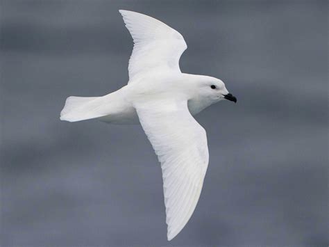 Snow Petrel - eBird