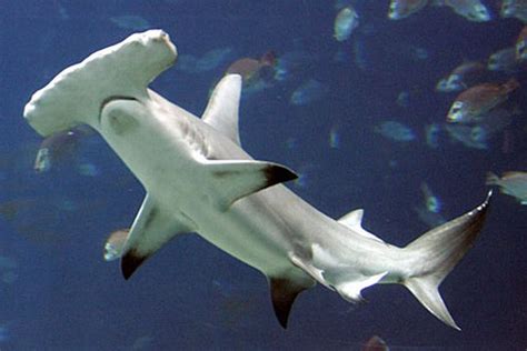 Hammerhead sharks become protected - Fishing World Australia