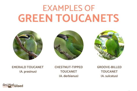 Types of Toucans - Different Toucan Species With Photos