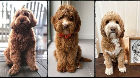 Labradoodle Mix | Ultimate Labradoodle Guide (labradoodlemixx ...