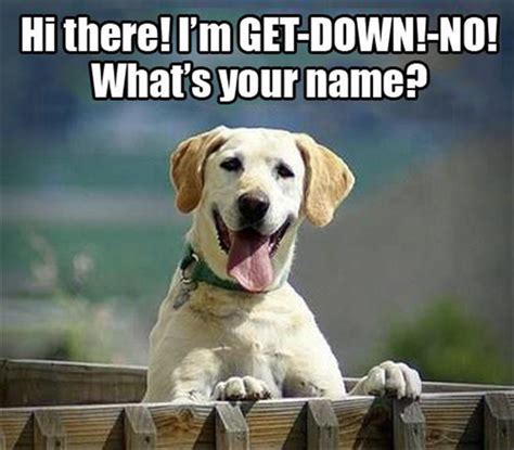 Friday Funny: A Rose by Any Other Name | Doggies.com Dog Blog