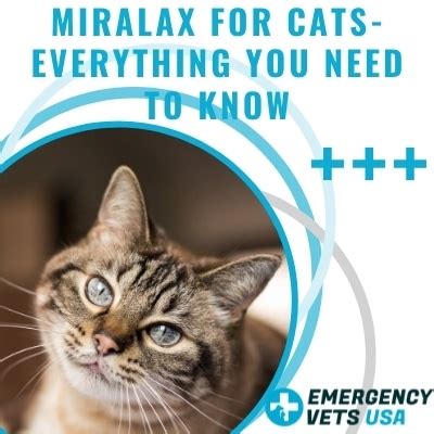 Miralax For Cats With Constipation | Dosage Of Miralax To Give Your Cat