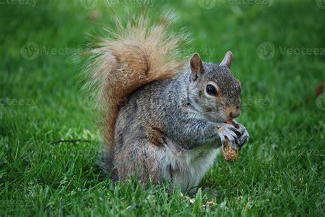 Squirrel with a Fluffy Tail in the Wild 9301463 Stock Photo at Vecteezy