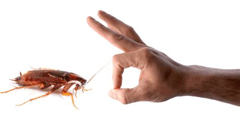 Know the Best Approach for Cockroach Extermination from Your Home