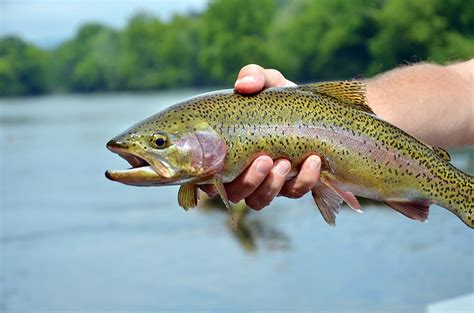 Losing Count On The Clinch River - Coastal Angler & The Angler Magazine