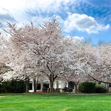 Yoshino Cherry Vs Kwanzan - Kwanzan trees bloom about two weeks after ...