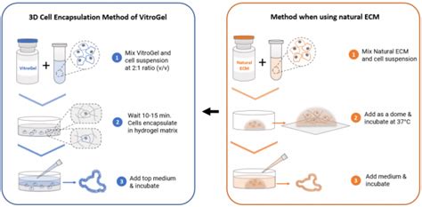 VitroGel ORGANOID 3D Cell Culture Protocol vs Matrigel | TheWell Bioscience