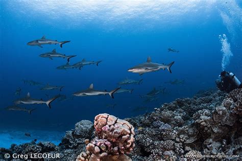 The Island of Fakarava Diving, 6 Nights - Dive Discovery Tahiti