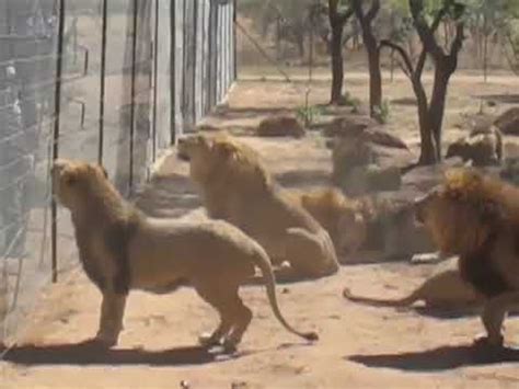 Feeding lions at the zoo | #Animals | - YouTube