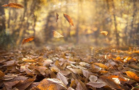 fall, Nature, Leaves, Depth of field, Wind, Forest Wallpapers HD ...