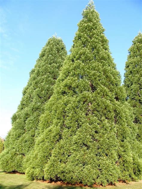 Facts About Cedar Trees – Learn How To Care For A Cedar Tree