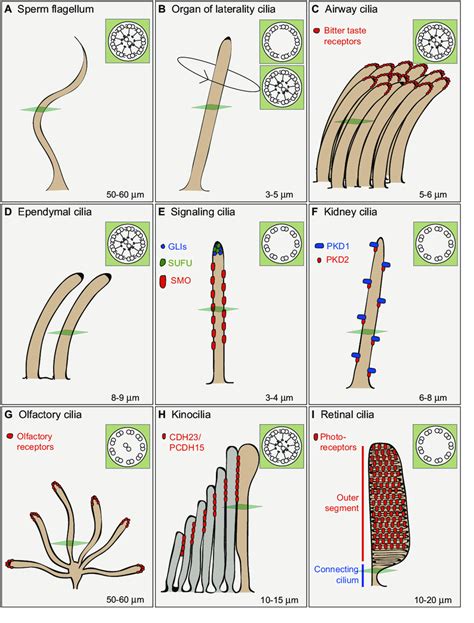 Diversity of cilia types in vertebrates. Examples of different ...