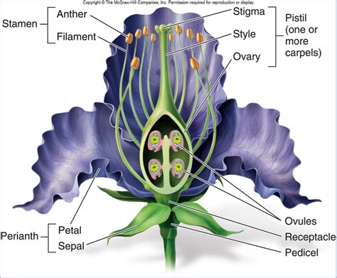 What Do You Know About Angiosperms Flashcards Flashcards By Proprofs ...