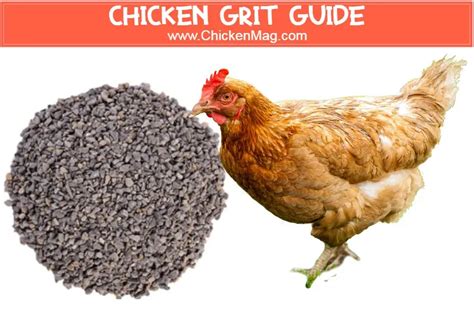 Chicken Grit Guide - What, When and How To Feed Chickens Grit