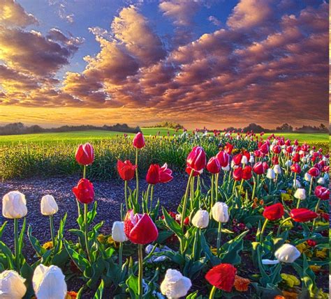 Spring Flower Landscape Wallpapers - Top Free Spring Flower Landscape ...