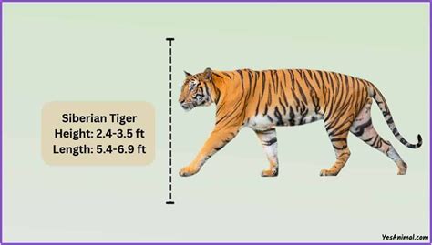 Siberian Tiger Size: How Big Are They Compared To Others?