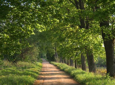 Spring road stock image. Image of farm, leaves, north - 5357623