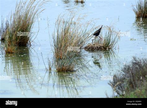 A Stilt black-winged (cavaliere d'italia) in the wetland of the Cervia ...