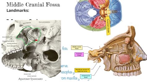 Foramen Ovale with Mnemonics for Transmission | Head and Neck Anatomy ...