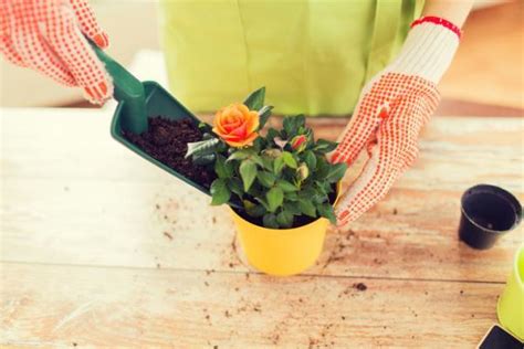 rose bush care: follow these steps o do it carefully - Day Nursery