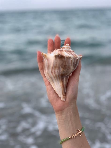 Seashell | Knobbed Whelk Seashells from Palm Beach, Florida | 1 Piece ...