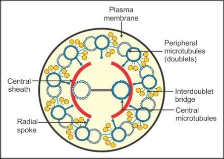 Cytoskeleton Cilia And Flagella - ndrian106