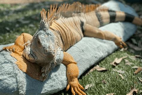 How Do Lizards Reproduce?