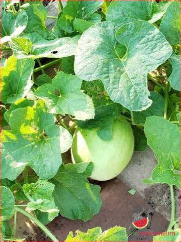 Tips for Saving Melon Seeds and Growing Your Own - [Updated December 2024 ]