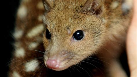 Intruders release rare animals from Tasmania zoo, owner says | CNN