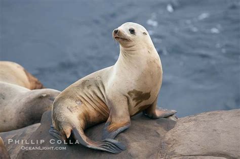 California Sea Lion Photo, Stock Photograph of a California Sea Lion ...