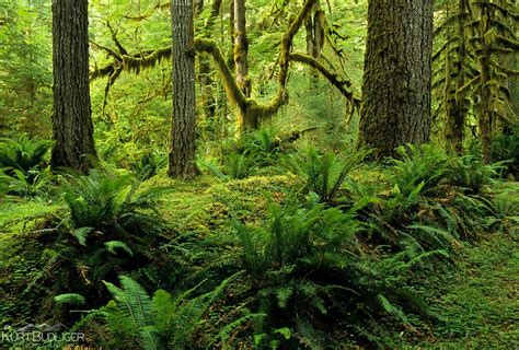 rainforest understory layer - Google Search | Rainforest, Nature, Tree